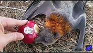 Fruit bat eating Apple