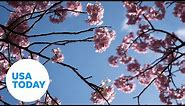 Peak bloom announced for Washington DC's Cherry Blossom Festival | USA TODAY