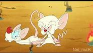 Pinky and the Brain season 3 being gay af