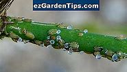 Enfermedad asiática del peral 🌱 Tips Jardineros - Es.ezGardenTips.com