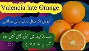 Valencia Late Sweet Orange in pakistan