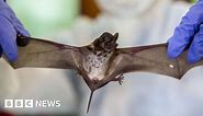 Coronavirus: Bat scientists find new evidence