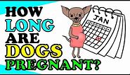 How Long Are Dogs Pregnant Before They Give Birth ?