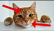 26 Surprising Facts About TABBY CATS