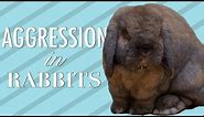 Aggression in Rabbits