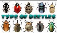 BEETLE | Type of beetle | Learning name and picture of beetles species PART1 | Kids life tv