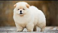 Top 10 Cutest Dog Breeds In The World
