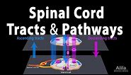 Spinal Cord: Anatomy, Spinal Tracts & Pathways, Somatic Reflexes, Animation