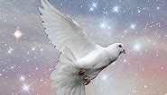 The Spiritual Meaning And Symbolism Of A Dove 〰 Crystal Clear Intuition