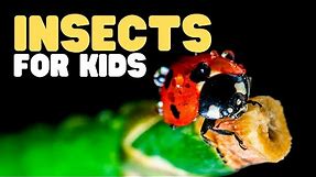 Insects for Kids | Have fun learning all about different kinds of bugs! | Parts of an insect