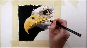 Drawing a Bald Eagle in Colored Pencil - Time-Lapse | Jasmina Susak