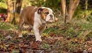Discover the Top 6 Largest Bulldog Breeds