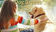 Top 5 Kid-Friendly Dog Breeds
