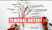 Femoral Artery and its branches - Anatomy tutorial