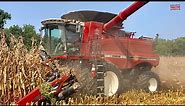 CASE IH 6150 Axial-Flow Combine Harvesting Corn
