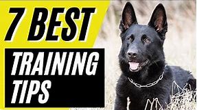 7 BEST All Black German Shepherd Puppy Training Tips | Solid Black GSD