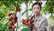 Amazing Rose apples! cooking into Chinese food ｜掛滿枝頭的水果，老人們說一個蓮霧3杯水｜野小妹 wild girl
