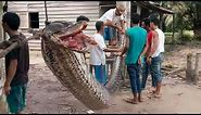 15 World’s Biggest Snakes Ever Found