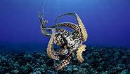 BBC Radio 4 - Other Minds: The Octopus And The Evolution Of Intelligent Life by Peter Godfrey-Smith - 10 incredible facts about Octopuses