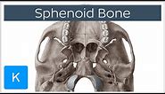 Sphenoid Bone - Definition, Location & Function - Human Anatomy | Kenhub