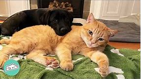 Bossy Cat Ruled The House Until Baby Lab Changed Everything | Cuddle Buddies