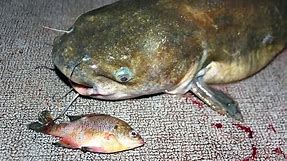 How to catch catfish with bluegill - fishing for catfish with bluegill