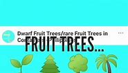 ... - Dwarf Fruit Trees/rare Fruit Trees in Containers -Philippines