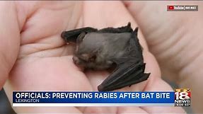 Officials: Preventing Rabies After Bat Bite