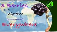 3 Wild Berries that Grow Pretty Much Everywhere