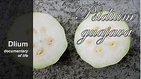 Common guava (Psidium guajava) - part 3