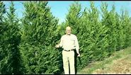 Leyland Cypress Evergreen Trees