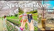 Sping in Tokyo 🌸 | Naka-meguro cherry blossom festival, hanami, spring cafe hopping |Tokyo Vlog
