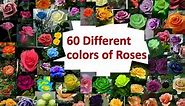 60 different colors of roses