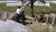 WILD: Unstable Man Jumps into Lion Exhibit area