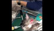 Ear polyps in the ear of a cat. Removal under anesthesia by a veterinarian