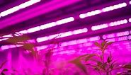 L.A. Family Farms shortens veg time with Philips LED grow lights