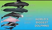 The 10 Largest Dolphins In The World