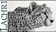 Graphite Cheetah speed drawing w/ Lachri