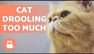 Why is My Cat DROOLING So Much? - Main Causes
