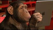 Chimpanzees React To iPad Magic