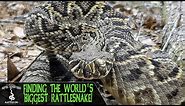 FINDING THE BIGGEST RATTLESNAKE IN THE WORLD! (Eastern Diamondback Rattlesnake, Crotalus adamanteus)