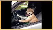 Dog Driving Car Vine - Funny Dog Drive With Car