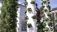 Vertical farming #vegetables #vegetable #vegetablegarden #vegetablesoup #vegetabletanned#seed to #harves #lettuce #usa #verticalfarming #reelsvideo #reelsfacebook #reelsviral #faceboolreel #reel #amazingvideo #reels #woodwork | Vegetables Good for heath