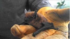 Feeding brown bats...