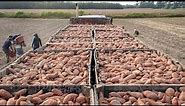1,7 Million Tons Of Sweet Potatoes In America Are Harvested This Way - American Harvest