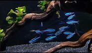 GREEN NEON TETRA CARE - Brilliant Blue Nano Fish for Aquascaping