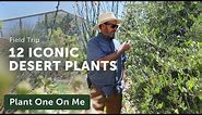 12 Iconic Plants of the SONORAN DESERT — Ep. 332