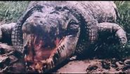 Maneating Crocodile Has Killed 300 People | The Legend Of Gustave