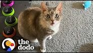This Cat's Favorite Word Is Exactly What You'd Expect | The Dodo Cat Crazy