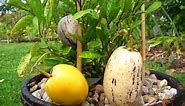 How to grow Pepino fruit from Seeds & from Cuttings